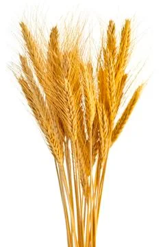 Isolated wheat ears Stock Photos