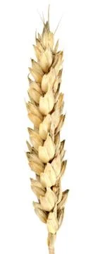 Isolated of wheat Stock Photos