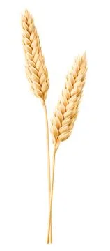 Isolated wheat Stock Photos