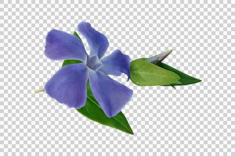 ISOLATED ON WHITE BACKGROUND FLOWER BLUE Stock Photos
