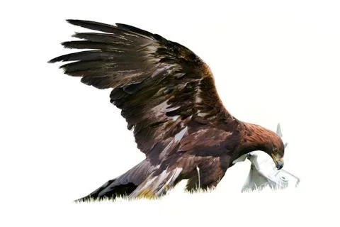 Isolated on white background, Golden eagle, Aquila chrysaetos with drone quad Stock Photos