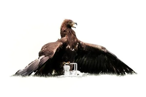 Isolated on white background, Golden eagle, Aquila chrysaetos with drone quad Stock Photos