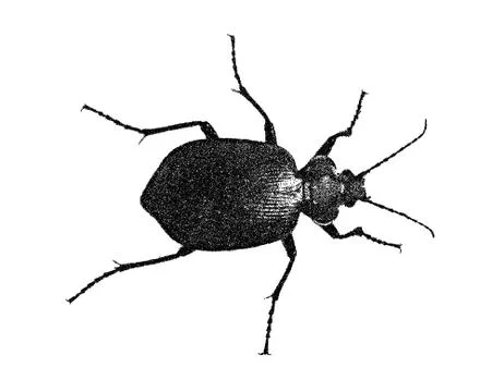 Isolated on white background. Vector illustration. Иллюстрация