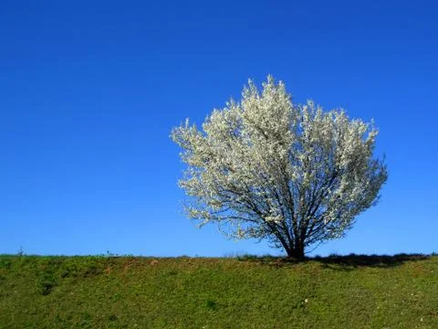 Isolated white blossoming cherry tree in a spring afternoon, horizontal view Stock Photos
