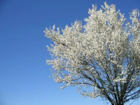 Isolated white blossoming cherry tree in a spring afternoon, cropped Stock Photos