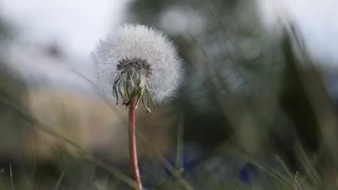 Isolated white dandelion is waving on a wind Stock Footage 130481588