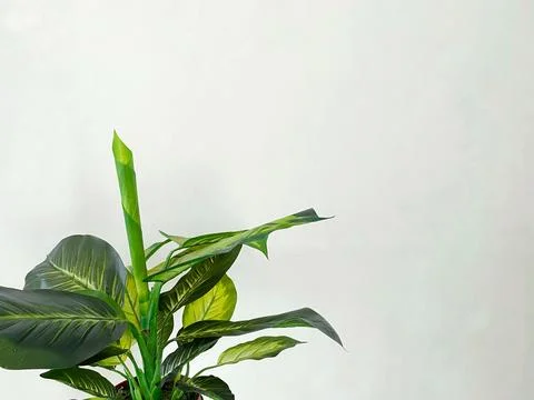 Isolated white deep Dumb Cane plant against white wall background Foto stock