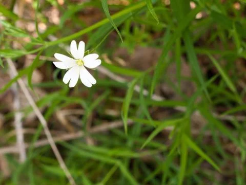 An Isolated White Flowerhead in the Spring Time Light Stock Photos