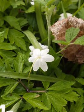 An Isolated White Flowerhead in the Spring Time Light Foto stock