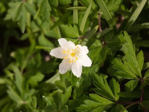 An Isolated White Flowerhead in the Spring Time Light Stock Photos