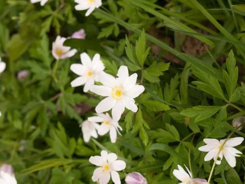 An Isolated White Flowerhead in the Spring Time Light Stock Photos