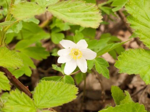 An Isolated White Flowerhead in the Spring Time Light Stock Photos