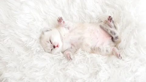Isolated on a white fluffy blanket, the kitten sneezes and lies upside down. Stock Footage 171359258
