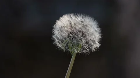 Isolated white fluffy groundsel head and seed parachutes attached to Stock Footage 132886669