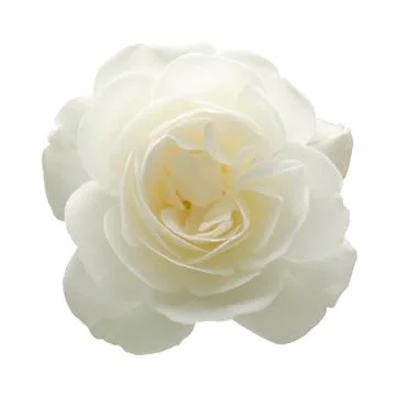 Isolated white rose Stock Photos