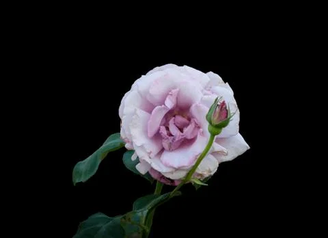 Isolated white rose Stock Photos
