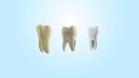 Isolated on white rotation teeth root 3D animation Stock Footage 106654281