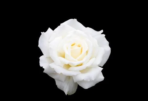Isolated white single rose over black background Fotos Stock