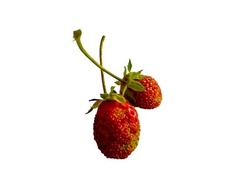 Isolated on White Strawberry Background Stock Photos