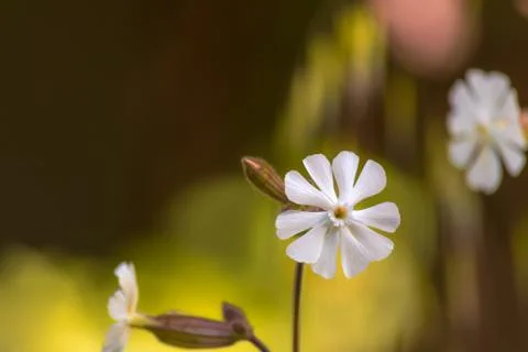 Isolated white tiny flower Stock Photos
