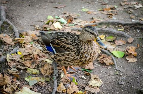 Isolated Wild Duck Walking on a Solid Surface with Foliage and Roots by the Pond Stock Photos