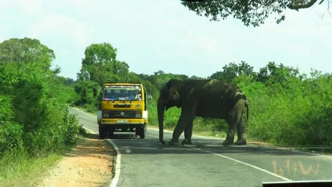 An isolated Wild Elephant is blocking vehicles to demanding food at Yala. Stock Footage 162179609