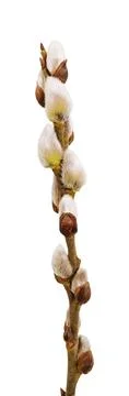 Isolated willow branch Stock Photos