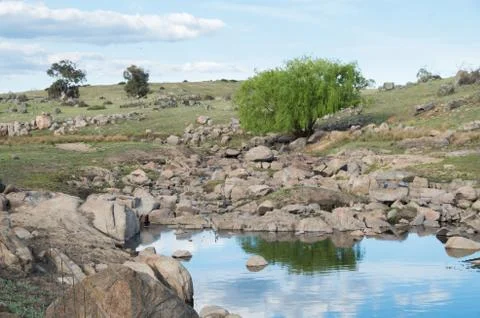 Isolated willow tree by a clear reflective creek Stock Photos