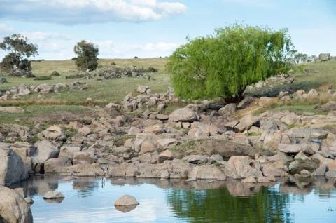 Isolated willow tree by a clear reflective creek Stock Photos