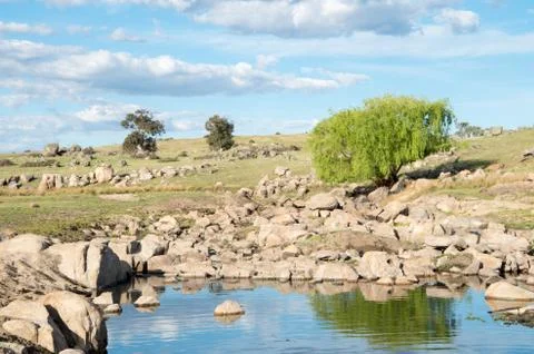 Isolated willow tree by a clear reflective creek Stock Photos