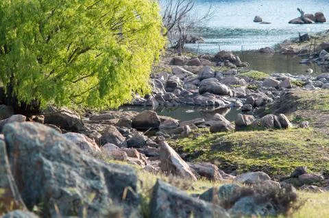 Isolated willow tree by a clear reflective creek Stock Photos