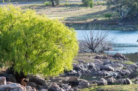 Isolated willow tree by a clear reflective creek Stock Photos