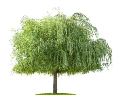 Isolated willow tree on a white background Stock Photos
