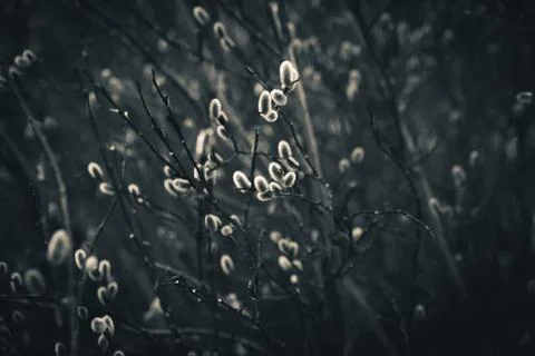 Isolated willows in a field. Stock Photos