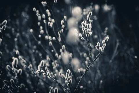 Isolated willows in a field. Stock Photos