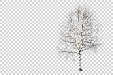 Isolated winter tree with bare branches against a transparent background, dep Stock Photos