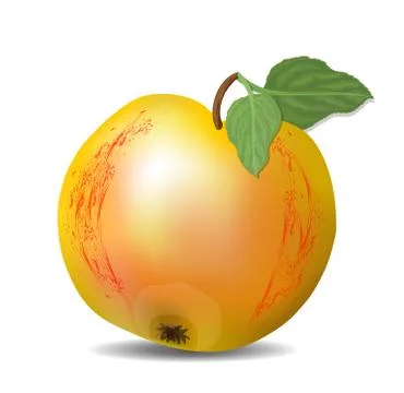 Isolated yellow apple with red texture and green leaves, fresh fruit with shadow Stock Illustration