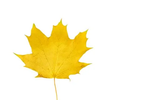 Isolated yellow autumn maple leaf on white for decoration Stock Illustration
