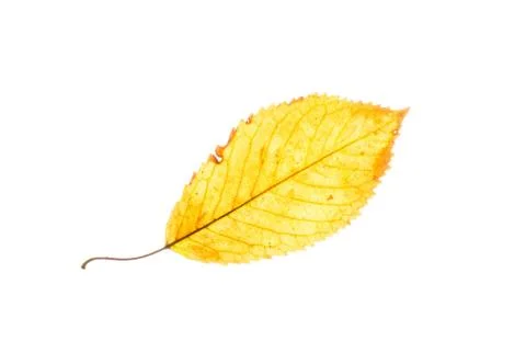 Isolated yellow beech leaf Stock Photos