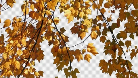 Isolated Yellow Leaves In Fall Pre-Keyed With Alpha Channel Stock Footage 329245023