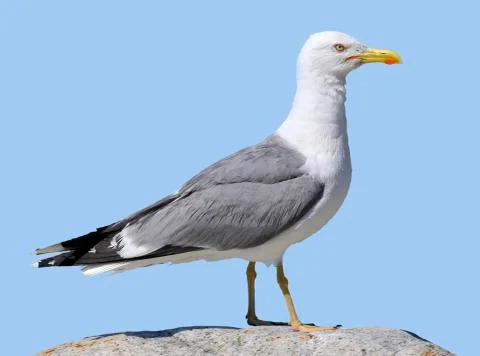 Isolated Yellow-legged Gull Stock Photos