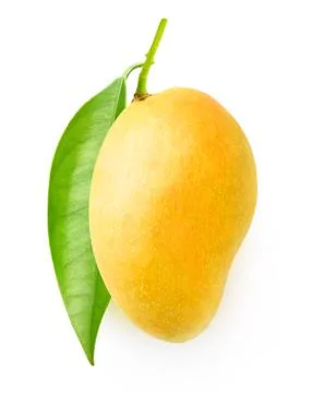 Isolated yellow mango on a branch Stock Photos