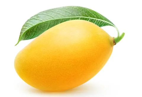 Isolated yellow mango fruit Stock Photos