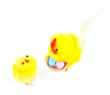 Isolated young easter chicken and cock isolated on white Stock Photos