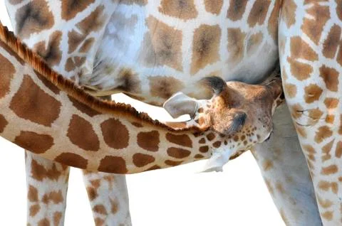 Isolated young giraffe suckling Stock Photos