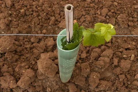 Isolated young Vertical Shoot Positioned Trellis winegrape Stock Photos