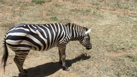 Isolated Zebra eats grass and watchful for surroundings in harsh Stock Footage 139727053