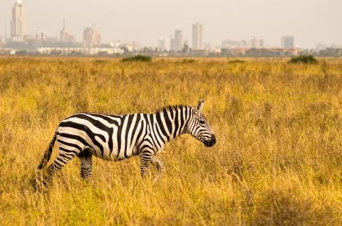 Isolated zebra in the savannah Stock Photos