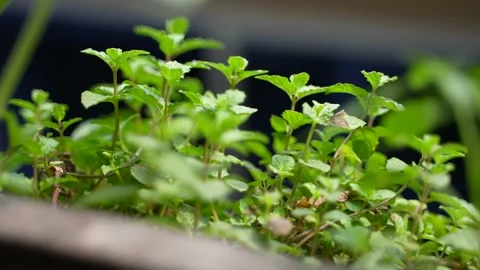 An isolated zoomed in shot of a small mint plant with a lot of leaves Vídeos de archivo 151645711