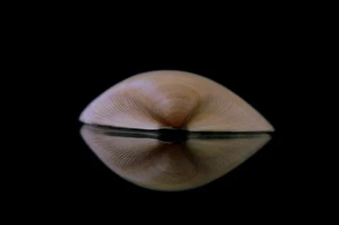 Isolation image of a Shell with great reflection Stock Photos